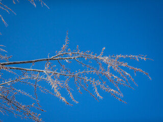 Frost on tree with blue skies