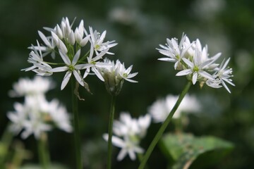 Blooming Allium ursinum, known as wild garlic, ramsons, buckrams, broad-leaved garlic, wood garlic, bear leek or bear's garlic. It is edible plant.