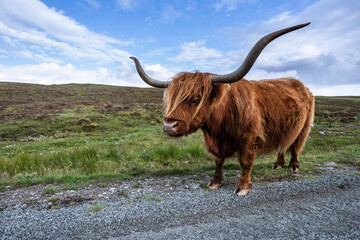 Schottisches Hochlandrind auf einer Weide