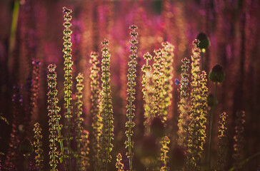 Obraz premium Exotic flowers Bistort Mountain Fleece or Persicaria Amplexicaulis
