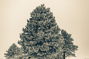 Snow and frost covered trees in a rural landscape. 