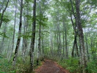 霧がかった林の風景