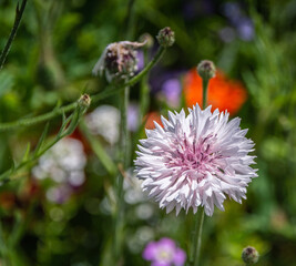 blumenwiese