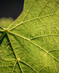dettaglio di foglia di vite in controluce con venature in evidenza