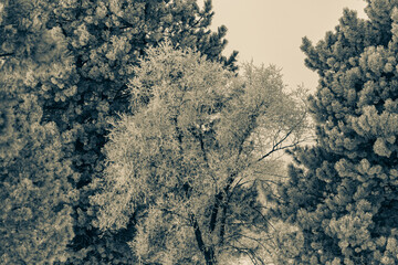 Snow and frost covered trees in a rural landscape. 
