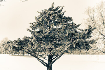 Snow and frost covered trees in a rural landscape. 