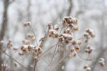 snow-covered branches of thorns on a blurry background