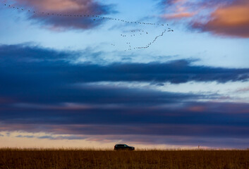 Flock of geese flying in formation over a car in a rural landscape