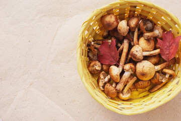 autumn mushrooms honey agarics in a wicker plate