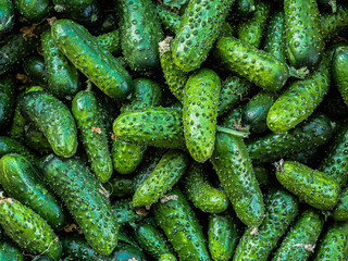 Heap, pile of green short little prickly cucumbers lie on top of each other in a store, a supermarket