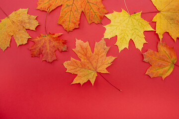 orange and yellow autumn leaves on red background