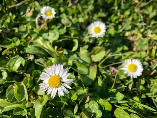 blooming daisy flowers at garden in a sunny day in spring