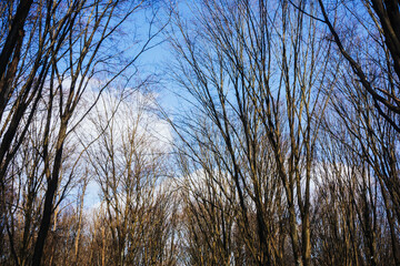 Winter park background. Autumn leafless tree texture. Tree tops from below. Tree branch isolated on blue cloudy sky. Leafless tree branch. Cold season woods texture. Trees with no leaves.