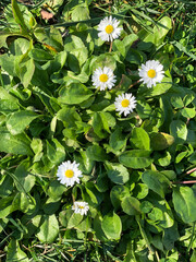 blooming daisy flowers at garden in a sunny day in spring