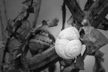 snail on a plant