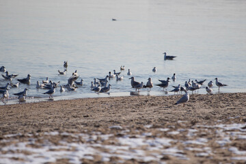 seagulls on the beach on the baltic sea