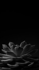 Succulent plant with water drops on a dark background. Black and white photo. Home plant. The fleshy leaves of the plant in drops of water. Home plant on a dark background.