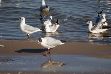 seagulls on the beach on the baltic sea