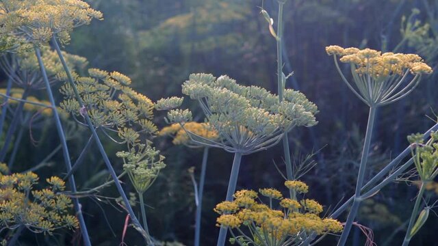 Unripped cumin Seeds plant,caraway or carvi or fennel plant,anise plant,plantation of flowering dill herb in summer garden