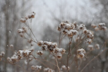 snow-covered branches of thorns on a blurry background