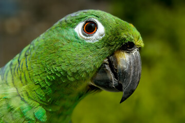 Papagaio verde, retrato.