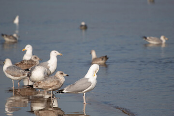 seagulls on the beach on the baltic sea