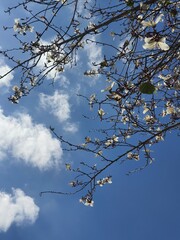 White flowers in bloom in the sky