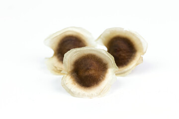 Pile of dry moringa seeds isolated on white background.
