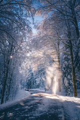 Obraz premium Schneebruch im Wald