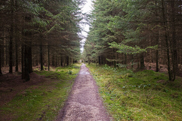 Track through rural countryside woodland forest