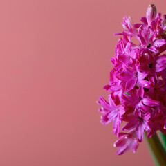 Bright pink blooming hyacinth on a loose pink background with a copy space