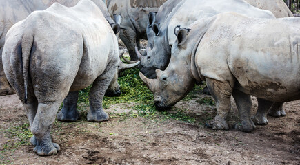 herd of rhinos on the feed