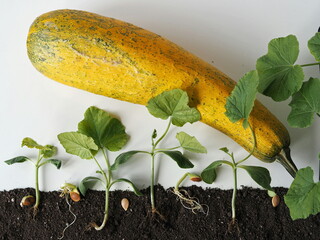 The idea of sprouting seeds from seeds to pumpkin or zucchini sprouts. Sprouted seeds with zucchini...