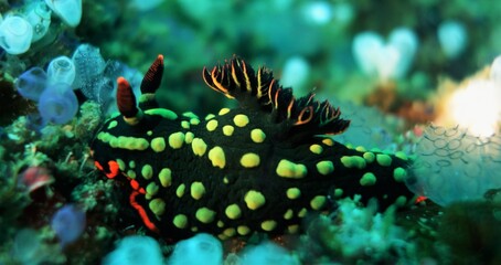 Beautiful spotted nudibranch