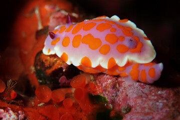 Brilliant bright nudibranch