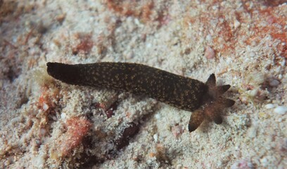 Regrowth of a starfish