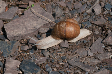 Weinbergschnecke