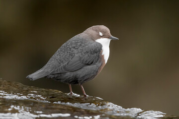 Sleeping time for the beautiful Dipper (Cinclus cinclus)