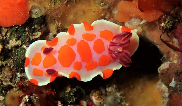 Amazing colours on nudibranch