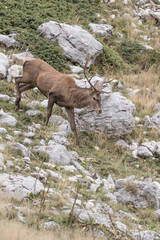 Red deer male in mountain region (Cervus elaphus)