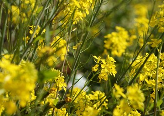 道端の満開の菜の花