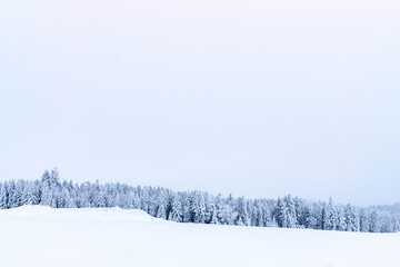 Snow day. Snowy white Christmas tree in sunshine. Frost nature scene with beautiful morning sun, blue sky. Travel serene scenery.