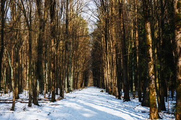 Winter forest landscape. Snow in forest. Cold winter weather. Coniferous forest background. Sunlight through the trees. Sunset landscape. Sunrise sun shining. Warm color nature background.