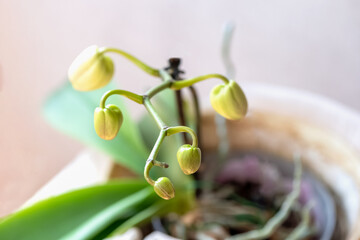 Close up of phalaenopsis orchid buds on stem. Greenhouse, houseplant, exotiis flowers at home - obrazy, fototapety, plakaty