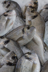 Fresh Fish (1)