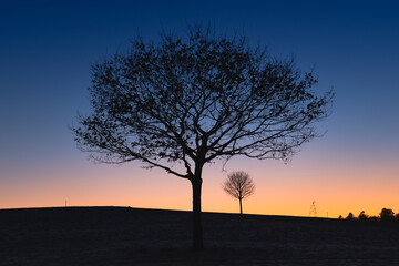 Fototapeta na wymiar Freistehende Bäume in der Abenddämmerung