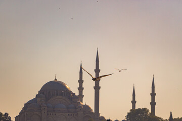 Suleymaniye Mosque and Seagull