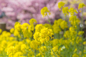 Fototapeta premium 菜の花と河津桜
