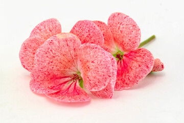 Fototapeta na wymiar Pink geranium flowers close up, isolated on white background
