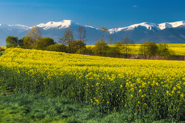 Yellow canola fields and snowy mountains in background, Transylvania, Romania